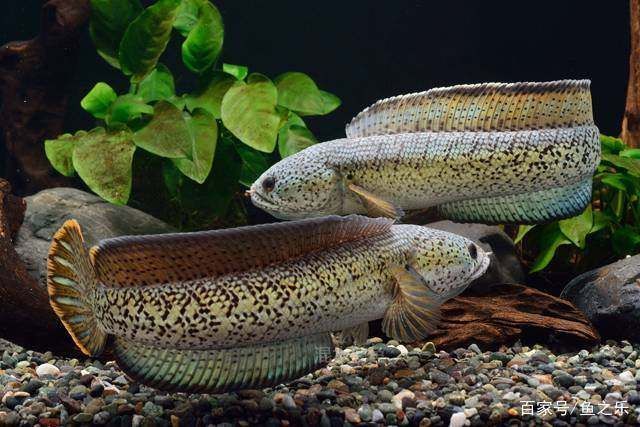 龍魚和黑魚哪個好吃一點：龍魚和黑魚哪個好吃龍魚和黑魚的營養價值有哪些