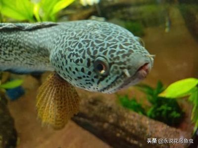 龍魚和黑魚哪個好吃一點：龍魚和黑魚哪個好吃龍魚和黑魚的營養價值有哪些