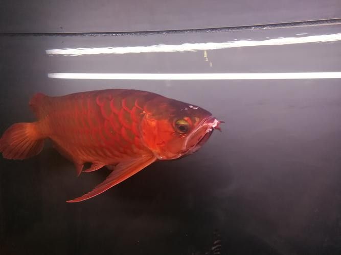 龍魚撞缸的原因有哪些癥狀圖片大全