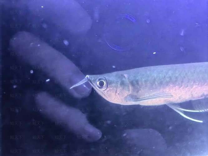 龍魚撞缸的原因有哪些癥狀圖片大全