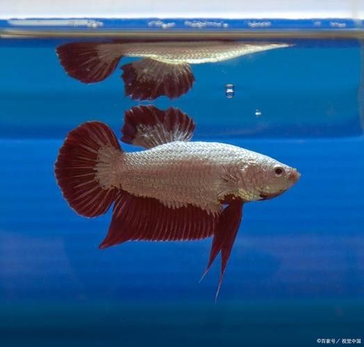 龍魚撞缸的原因有哪些癥狀圖片大全