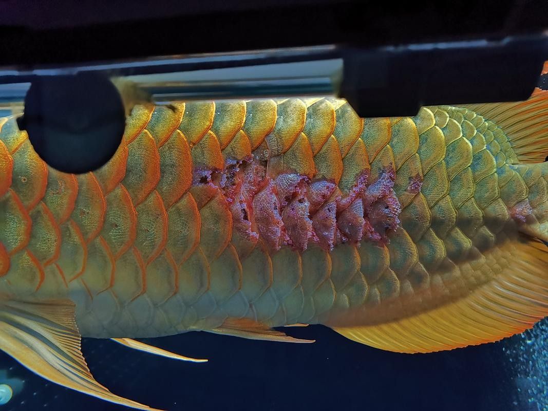 龍魚撞缸的原因有哪些癥狀圖片大全