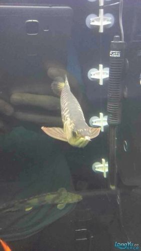 龍魚撞缸的原因有哪些癥狀圖片大全