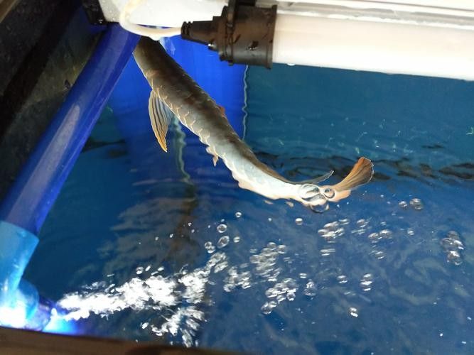 龍魚撞缸的原因有哪些癥狀圖片大全