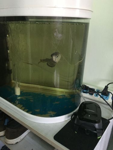 龍魚撞缸的原因有哪些癥狀圖片大全