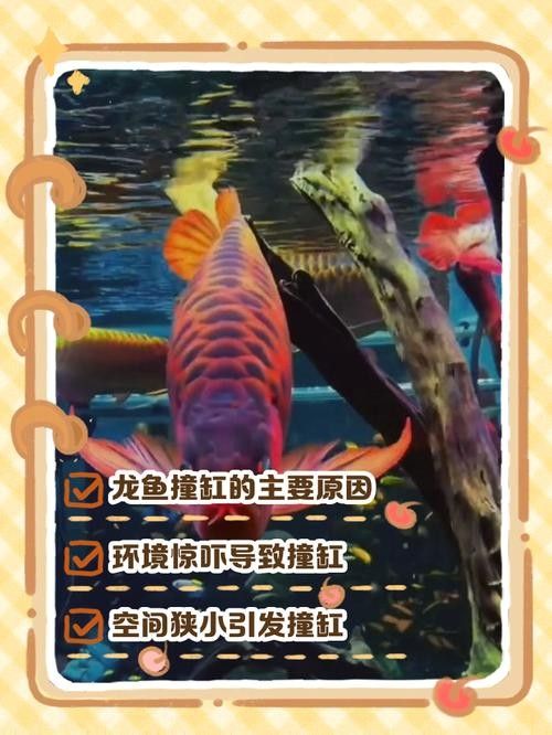龍魚撞缸的原因有哪些癥狀圖片大全