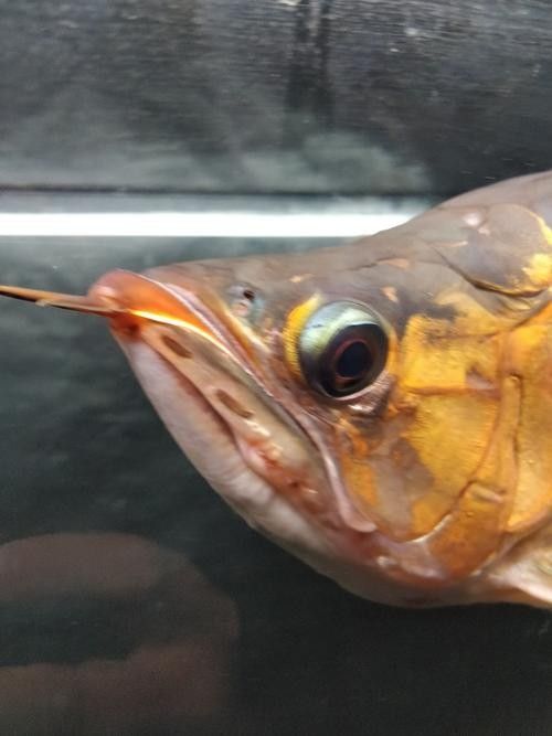龍魚撞缸的原因有哪些癥狀圖片大全