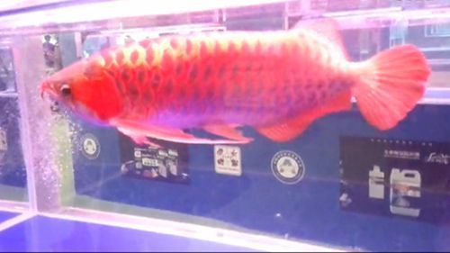 龍魚身上的白膜與白毛的區別：龍魚白膜和白毛的區別 龍魚身上的白膜與白毛的區別：龍魚白膜和白毛的區別 龍魚百科 第2張