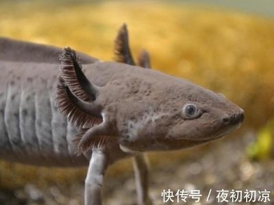 六角恐龍魚尾巴裂開出血：六角恐龍魚尾巴爛了怎么辦
