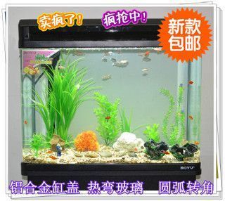魚缸養龍魚