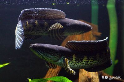 眼鏡蛇雷龍魚水溫多少合適：眼鏡蛇雷龍魚水質(zhì)管理方法分享,雷龍魚水質(zhì)管理方法 眼鏡蛇雷龍魚水溫多少合適：眼鏡蛇雷龍魚水質(zhì)管理方法分享,雷龍魚水質(zhì)管理方法 龍魚百科 第3張