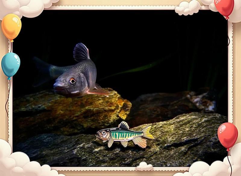 如何設(shè)置手機或相機拍攝金龍魚苗？ 如何設(shè)置手機或相機拍攝金龍魚苗？ 龍魚百科 第4張