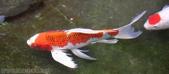 祥龍魚場錦鯉（祥龍魚場的錦鯉）