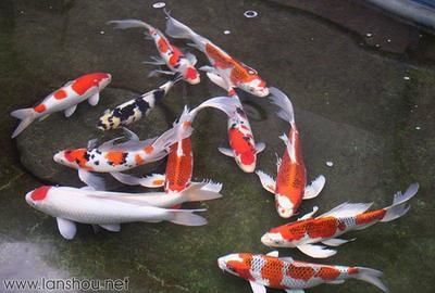 祥龍魚場錦鯉（祥龍魚場的錦鯉）