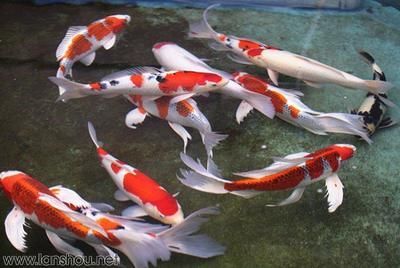 祥龍魚場錦鯉（祥龍魚場的錦鯉）