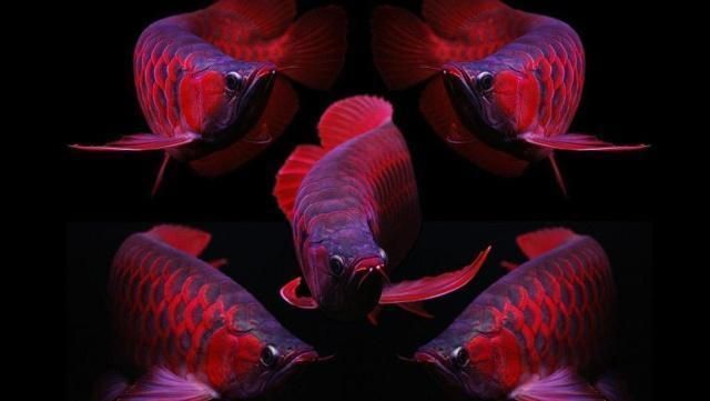 龍魚的種類排行圖：龍魚的種類排行圖如何辨別龍魚健康狀況龍魚健康狀況 龍魚的種類排行圖：龍魚的種類排行圖如何辨別龍魚健康狀況龍魚健康狀況 龍魚百科 第3張