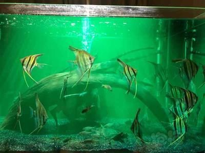 埃及神仙魚繁殖缸布置要點，埃及神仙魚的繁殖缸布置 埃及神仙魚繁殖缸布置要點，埃及神仙魚的繁殖缸布置 龍魚百科 第4張