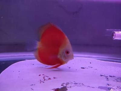 七彩龍魚多少錢一條（七彩龍魚價格因其品種、大小、色澤和品相等因素有所差異）