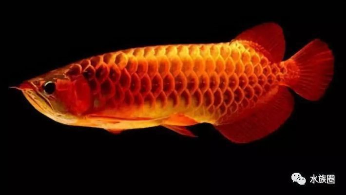 恐龍王魚繁殖期水質管理：恐龍王魚繁殖期飼料選擇指南 恐龍王魚繁殖期水質管理：恐龍王魚繁殖期飼料選擇指南 龍魚百科 第3張
