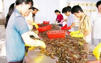 有一種像龍一樣的魚：購買小龍魚的注意事項