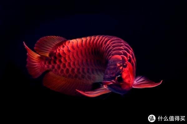 抱珠龍魚適合新手養嗎？