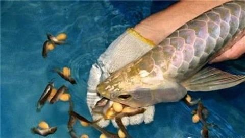 懷孕夢見金龍魚是什么意思：懷孕夢到金龍魚可能有多種寓意，孕媽要注意營養供給