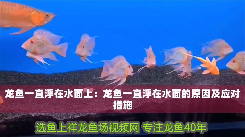 龍魚一直浮在水面上：龍魚一直浮在水面的原因及應(yīng)對措施 龍魚一直浮在水面上：龍魚一直浮在水面的原因及應(yīng)對措施 龍魚百科 第1張
