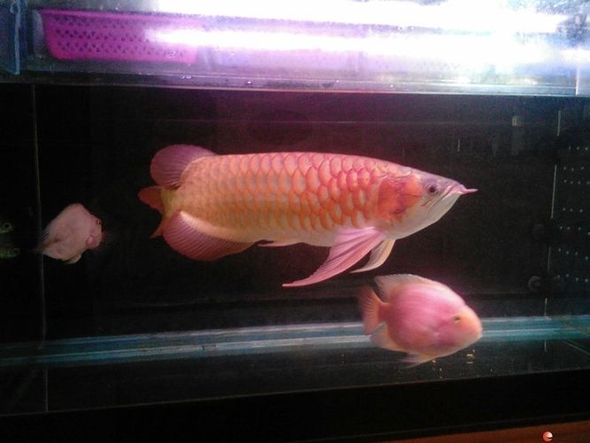 怎么阻止龍魚(yú)打架的發(fā)生：如何選擇混養(yǎng)龍魚(yú)伙伴,龍魚(yú)隔離板使用技巧