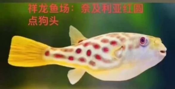 龍魚掉眼手術(shù)后還會(huì)掉眼嗎圖片大全 龍魚掉眼手術(shù)后還會(huì)掉眼嗎圖片大全 龍魚百科 第25張