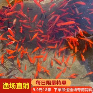 為什么龍魚禁止放生：龍魚為什么禁止放生？ 為什么龍魚禁止放生：龍魚為什么禁止放生？ 龍魚百科 第1張