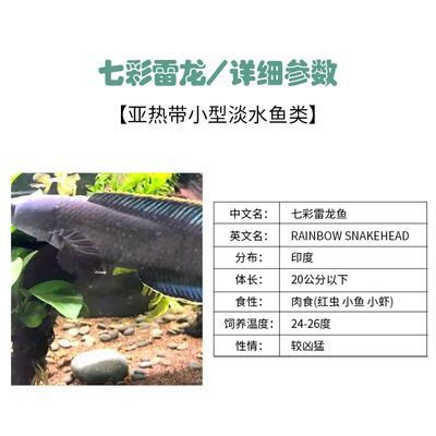 你知道龍魚為什么只養一條嘛英文怎么說：你知道龍魚為什么只養一條嗎?