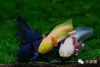 你知道龍魚為什么只養一條嘛英文怎么說：你知道龍魚為什么只養一條嗎?
