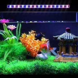龍魚缸造景養七彩：七彩神仙魚缸造景養七彩神仙魚缸造景擺件應該注意什么