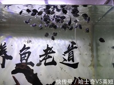 紅寶石魚和曼龍魚可以一起養嗎（曼龍魚和紅寶石魚混養的注意事項）