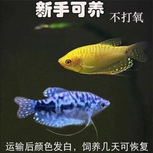 紅寶石魚和曼龍魚可以一起養嗎（曼龍魚和紅寶石魚混養的注意事項）