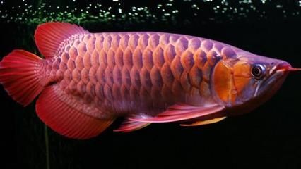 大紅龍魚能吃嗎：大紅龍魚是否可以食用