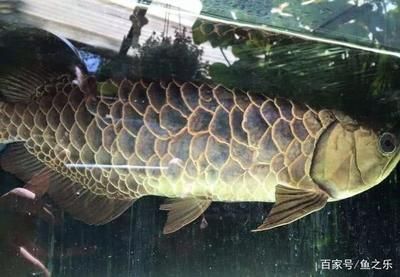 龍魚長啥樣：關于龍魚外觀特征的詳細信息：大型鱗片、美麗的游動方式