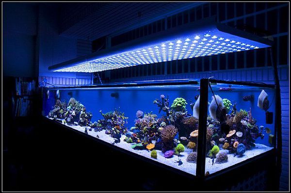 龍魚缸側燈正確擺放方法：龍魚缸側燈的正確擺放對龍魚的健康和美觀有影響