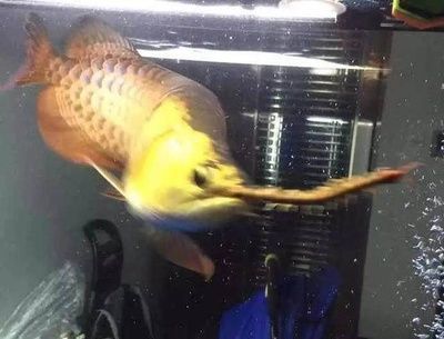 龍魚被咬了怎么處理方法：龍魚被咬了怎么處理
