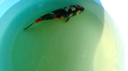 龍魚被咬了怎么處理方法：龍魚被咬了怎么處理