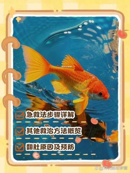 金龍魚翻白了怎么辦