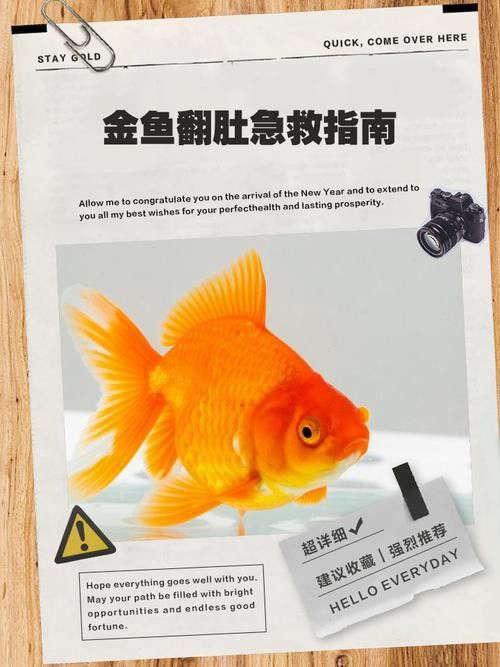 金龍魚翻白了怎么辦