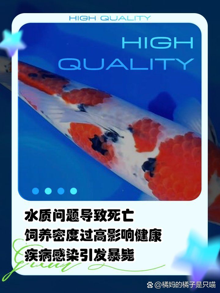 錦鯉突然死了要警惕