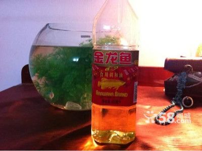 汕頭金龍魚：汕頭金龍魚在汕頭地區(qū)都有銷售，在汕頭地區(qū)都有銷售 汕頭金龍魚：汕頭金龍魚在汕頭地區(qū)都有銷售，在汕頭地區(qū)都有銷售 龍魚百科 第2張