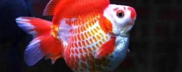 龍魚冬天不加溫能活嗎：龍魚冬天不加溫能否存活取決于其品種的耐寒程度