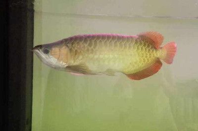 龍魚沉不下去：龍魚無法沉下去的原因及解決方法