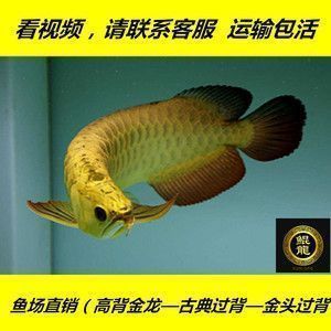 龍魚(yú)鱗片有洞是什么病：龍魚(yú)鱗片出現(xiàn)洞洞可能由多種因素引起，如何預(yù)防龍魚(yú)寄生蟲(chóng)感染