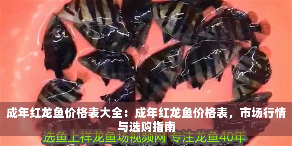成年紅龍魚價(jià)格表大全:成年紅龍魚價(jià)格表,市場(chǎng)行情與選購指南 龍魚百科 第1張 成年紅龍魚價(jià)格表大全:成年紅龍魚價(jià)格表,市場(chǎng)行情與選購指南 成年紅龍魚價(jià)格表大全:成年紅龍魚價(jià)格表,市場(chǎng)行情與選購指南 龍魚百科 第1張