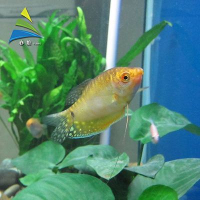 紅尾珍珠龍魚：紅尾珍珠龍魚在飼養過程中需要注意水質、水溫和食物等問題