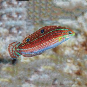 紅尾珍珠龍魚：紅尾珍珠龍魚在飼養過程中需要注意水質、水溫和食物等問題